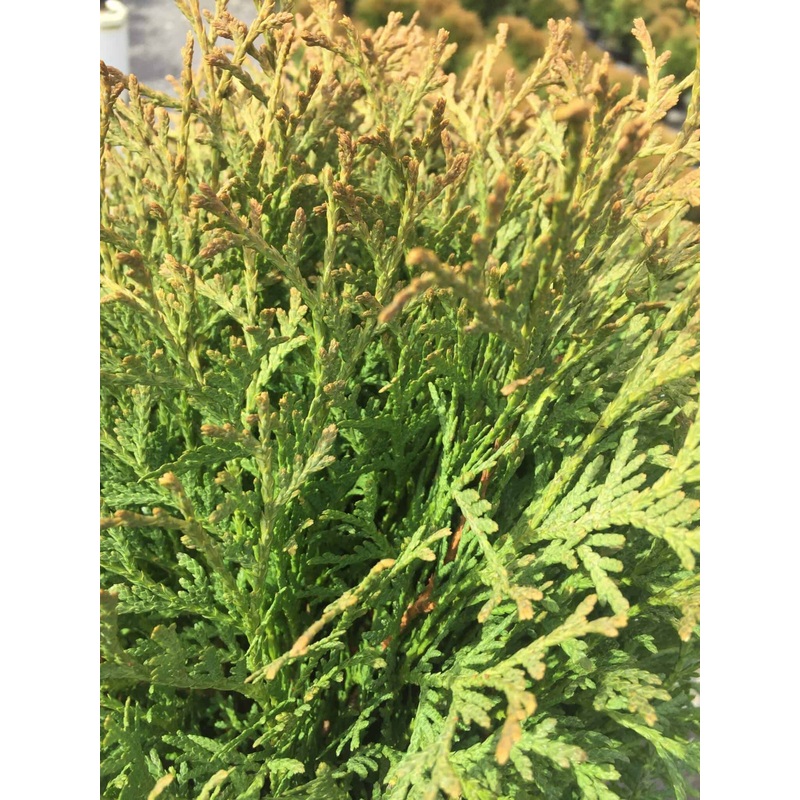 Hetz Midget Arborvitae|2.4 Gallon|2.5 Quart