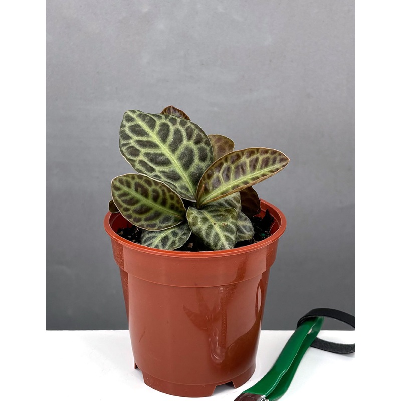 Labisia Turtle Back|4″ Pot