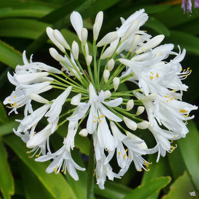 Lily of the Nile ‘Ever White’|01T