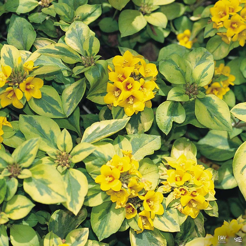 Lysimachia Waikiki Sunset|Quart|Quart [v::tx]