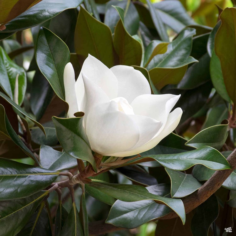 Magnolia ‘Edith Bogue’|15 gal