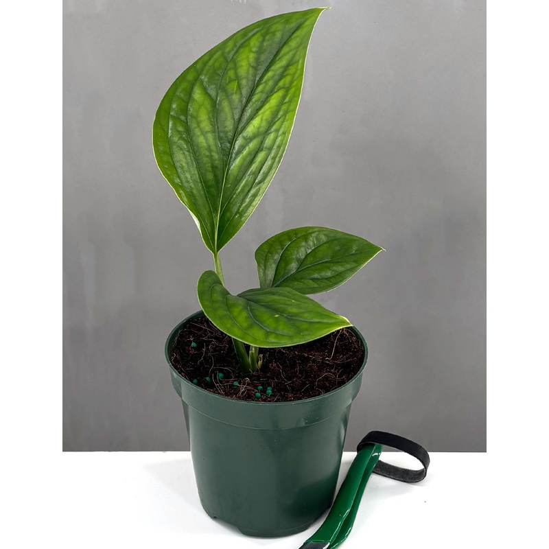 Monstera Pinnatipartita|4″ Pot