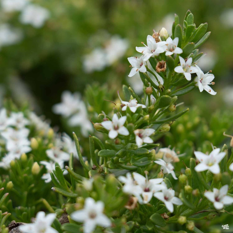 Myoporum ‘Putah Creek’|1 gal