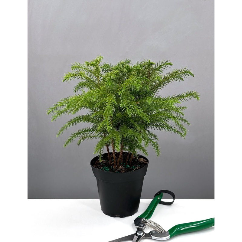 Norfolk Pine|4″ Pot