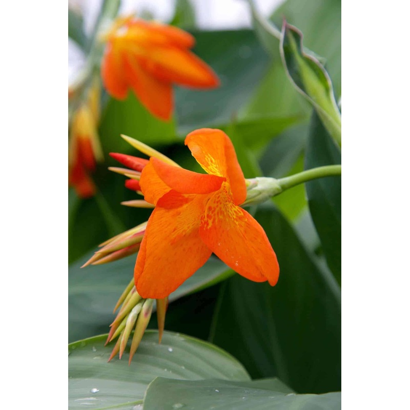 Orange Punch Canna Lily|2.5 Quart