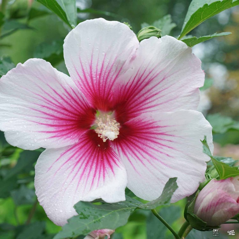 Paraplu Pink Ink Rose of Sharon