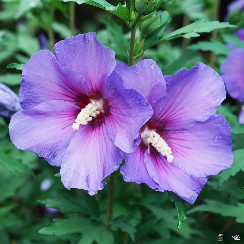 Paraplu Violet Rose of Sharon
