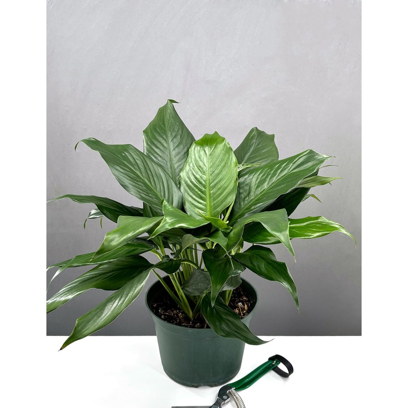 Peace Lily|4″ Pot|6″ Pot