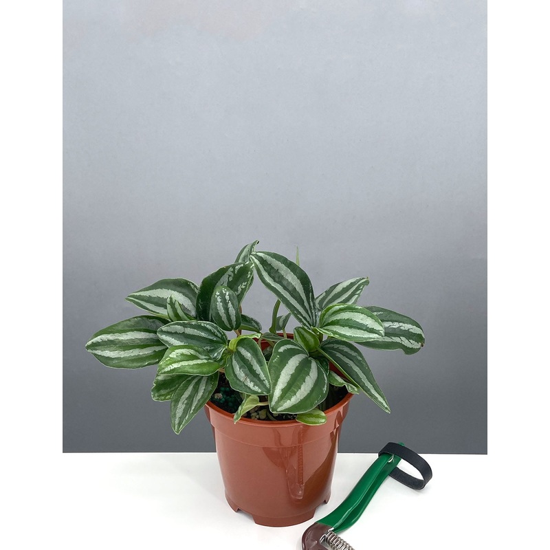 Peperomia Mini Watermelon|4″ Pot