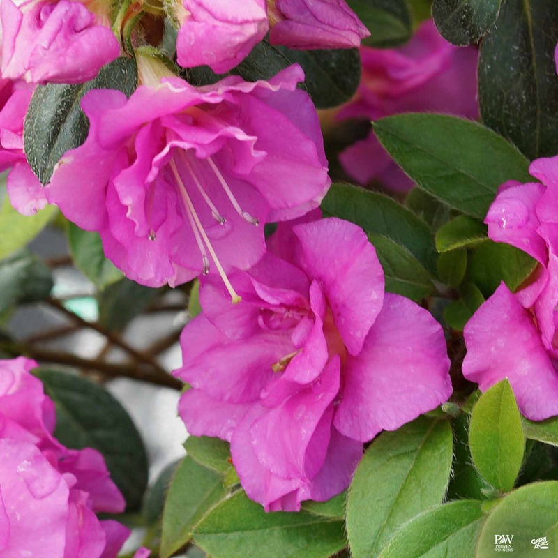Perfecto Mundo Double Purple Reblooming Azalea