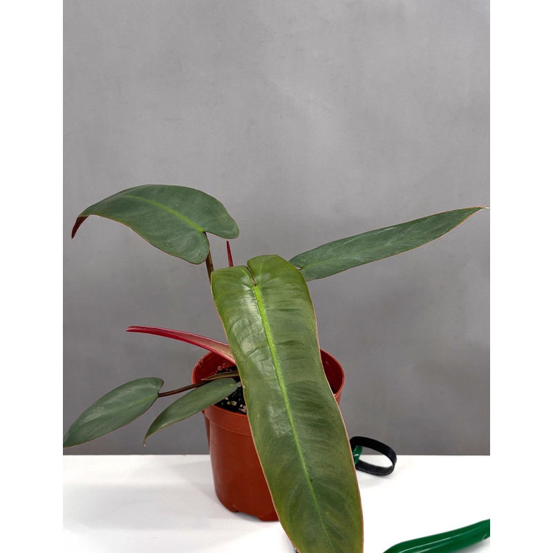 Philodendron Atabapoense|4″ Pot