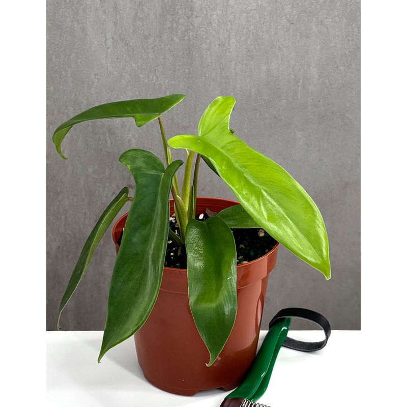 Philodendron Florida Green|4″ Pot