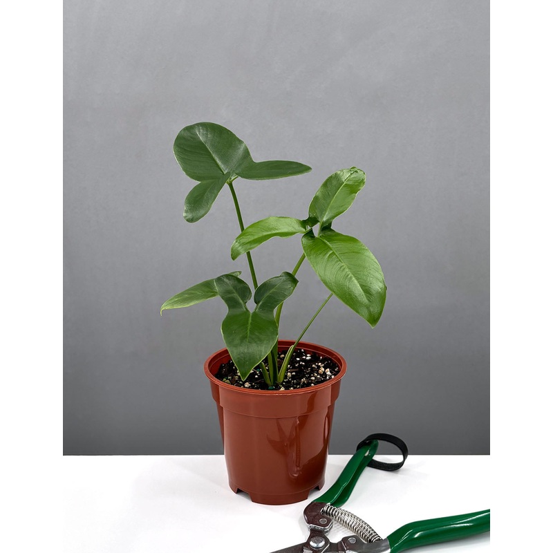 Philodendron Goeldii|4″ Pot