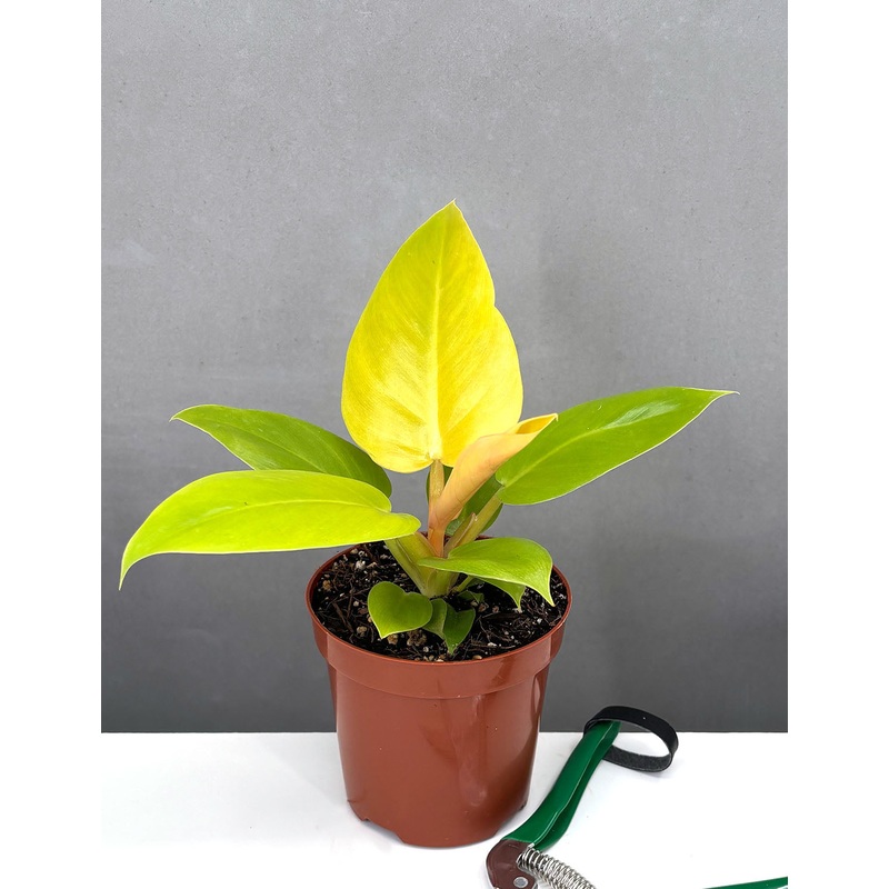 Philodendron Golden Melinonii|4″ Pot