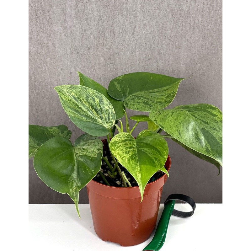 Philodendron Heartleaf Variegated