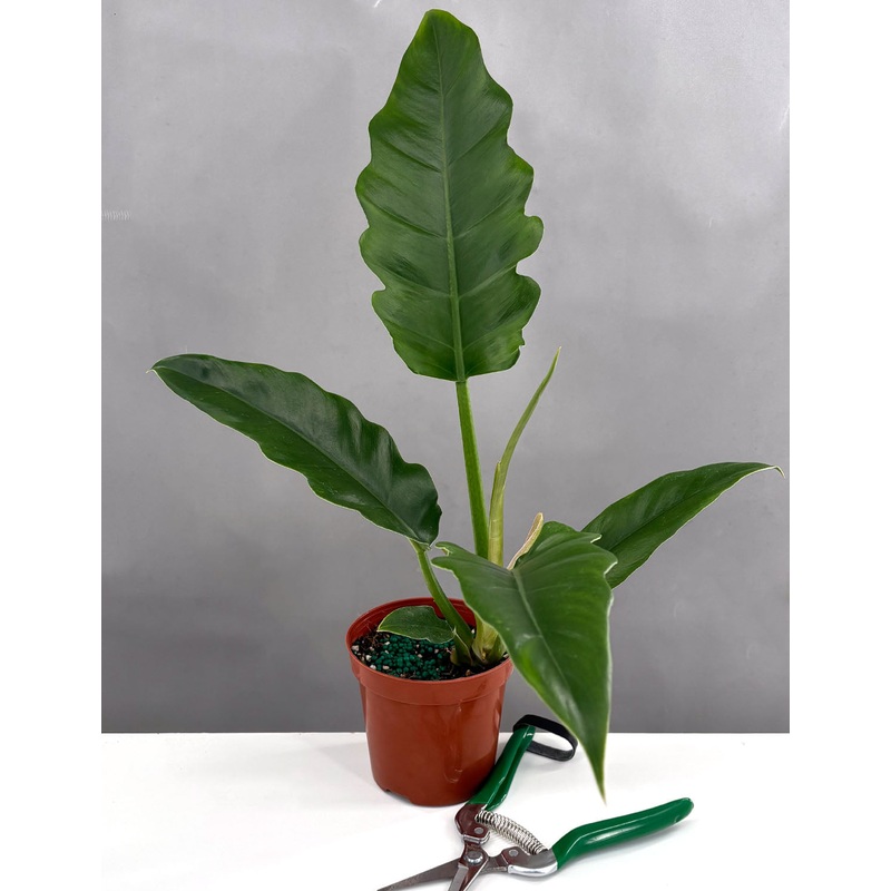 Philodendron Jungle Boogie|4″ Pot