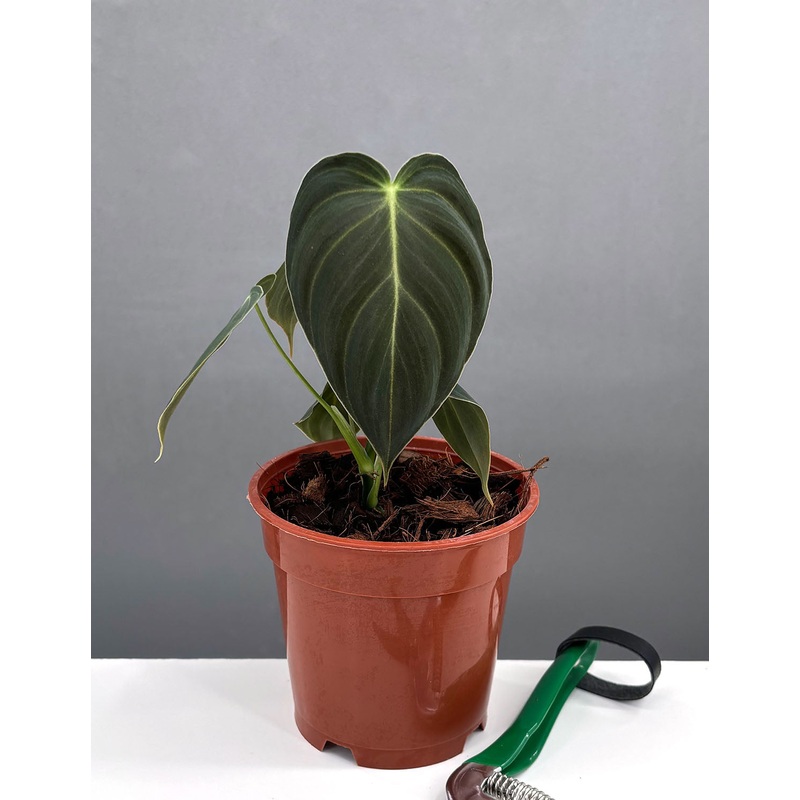 Philodendron Melanochrysum|4″ Pot