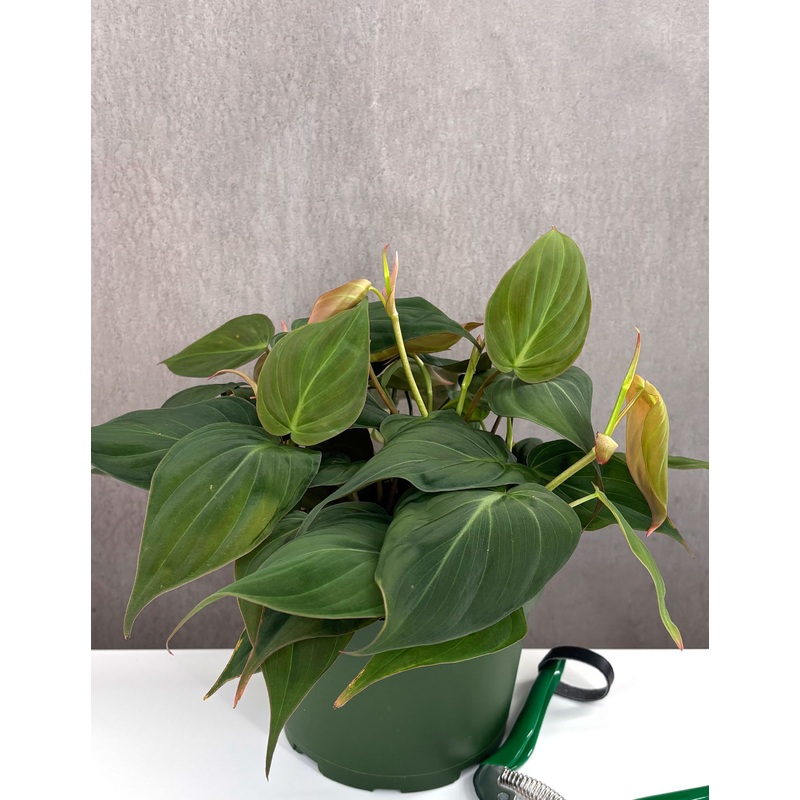 Philodendron Micans|6″ Pot