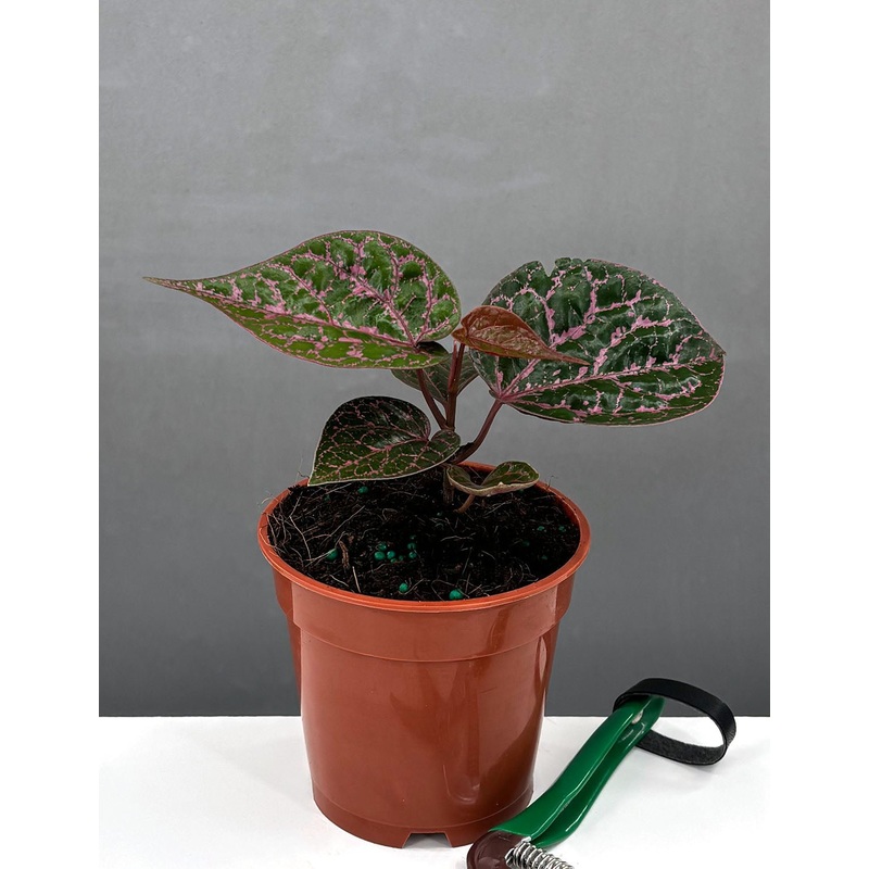 Piper Crocatum|4″ Pot
