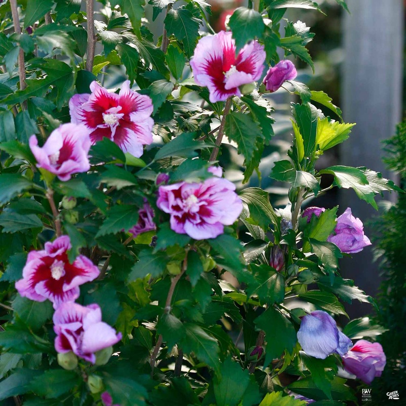 Purple Pillar Rose of Sharon|02T