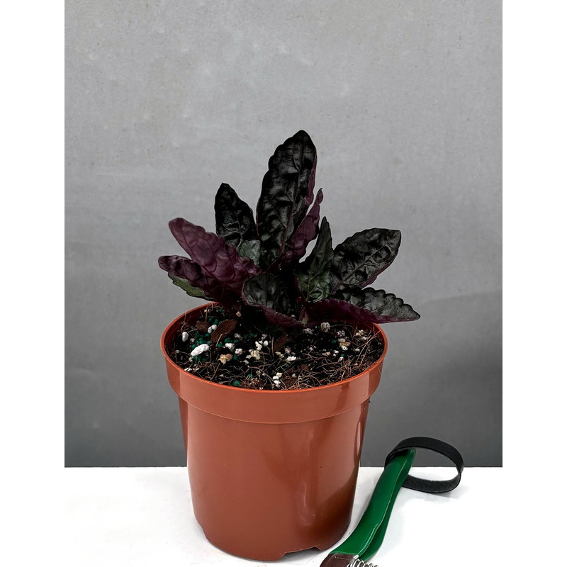 Purple Waffle|4″ Pot