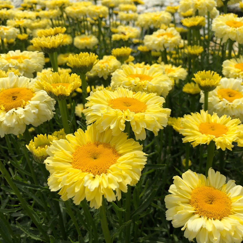 Real Goldcup Leucanthemum|2.5 Quart