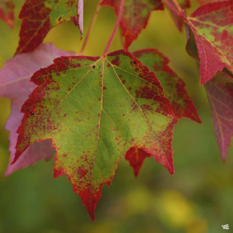 Red Maple ‘Brandywine’|15 gal|10 gal [v::tx]