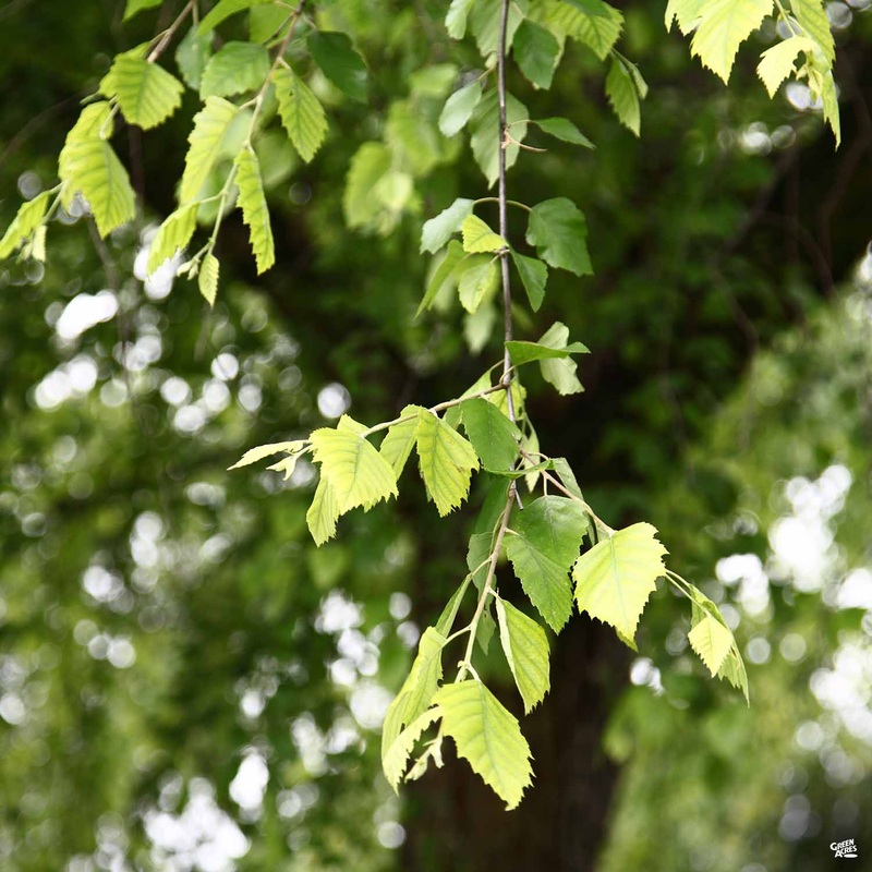 River Birch ‘Dura Heat’ Multi-Trunk Form