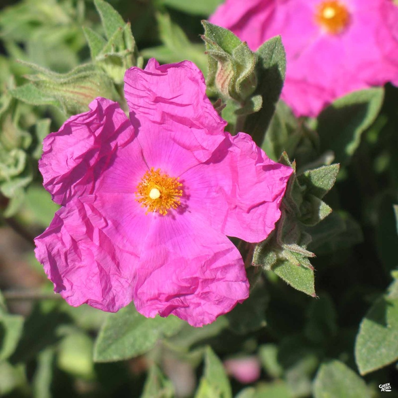Rockrose Sunset|1 gal