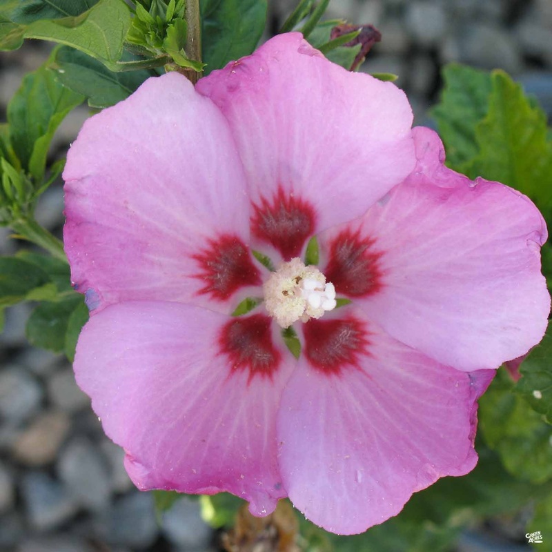 Rose of Sharon ‘Minerva’|5 gal