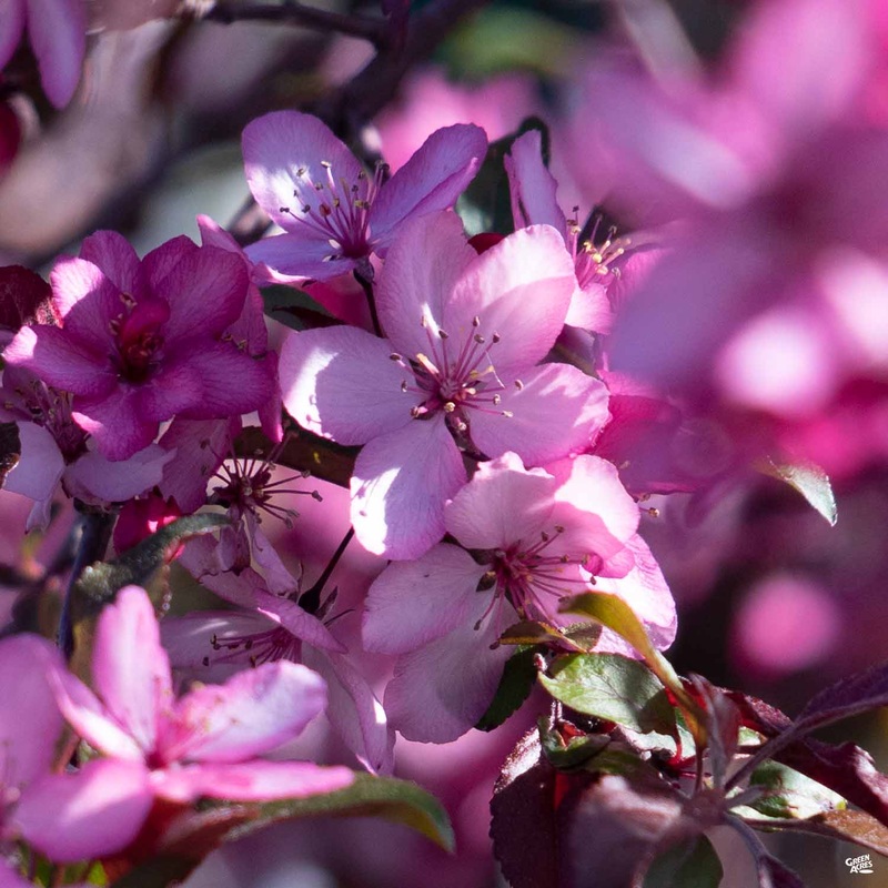 Royal Raindrops Crabapple|15 gal|15 gal [v::tx]
