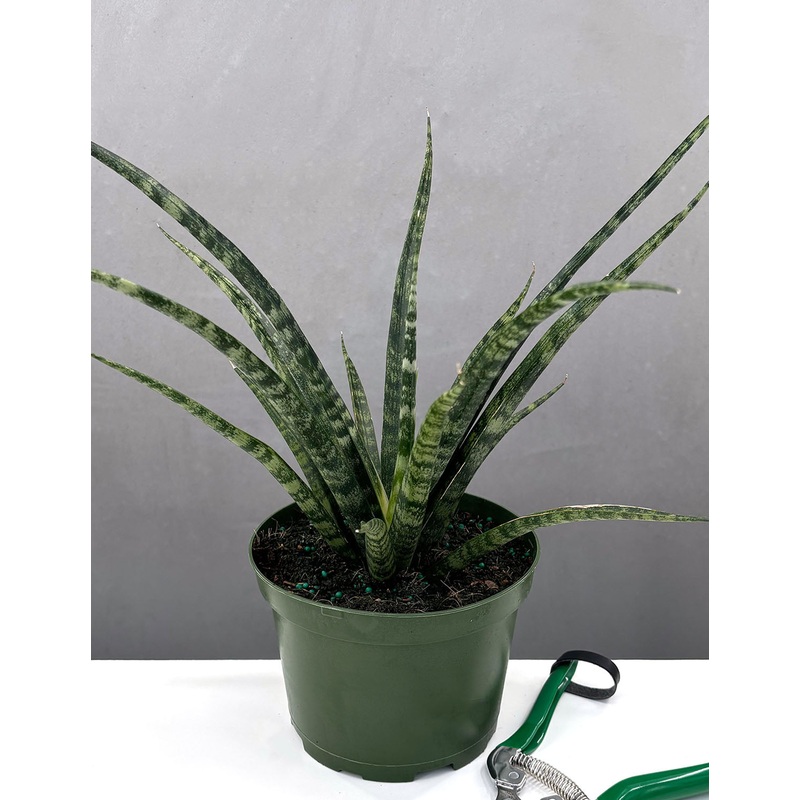 Sansevieria Fernwood|6″ Pot