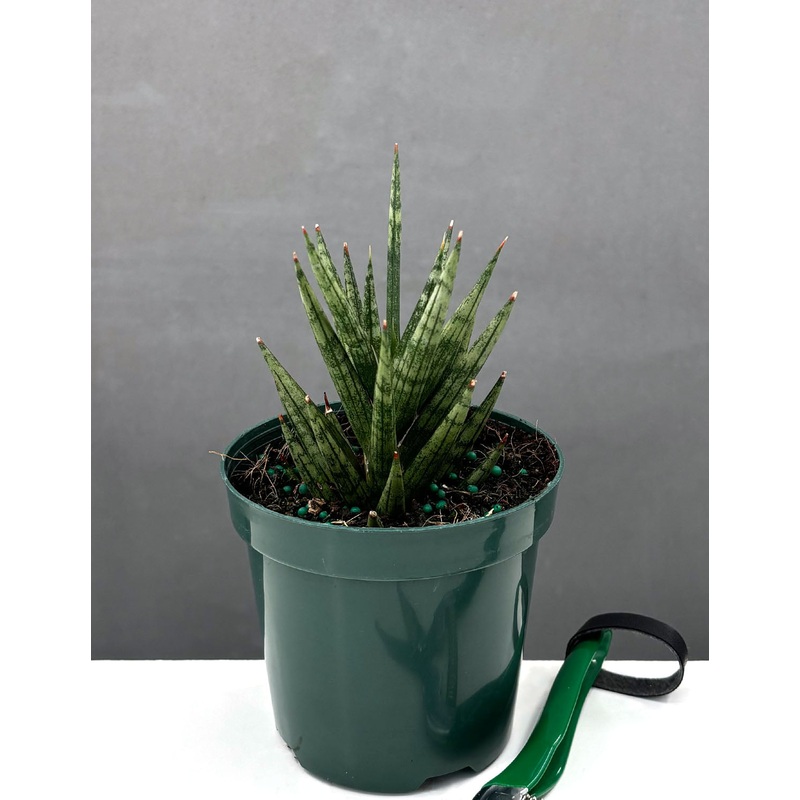 Sansevieria ‘Francisii’|4″ Pot