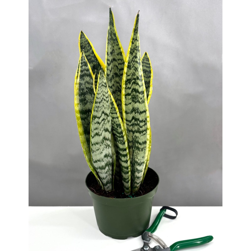 Sansevieria Laurentii|6″ Pot