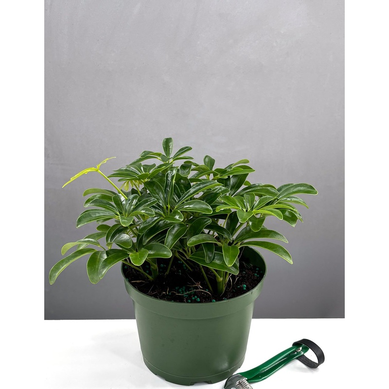 Schefflera Arboricola|6″ Pot