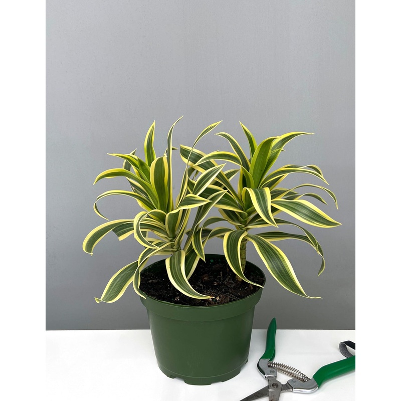 Song of India|6″ Pot