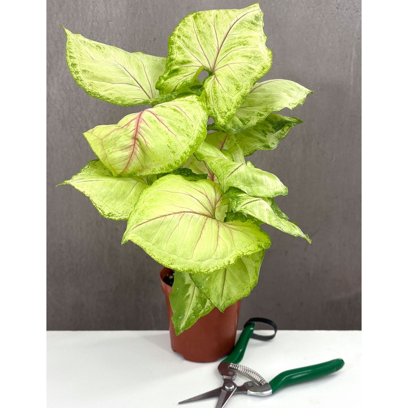 Syngonium Kiwi Delight|4″ Pot