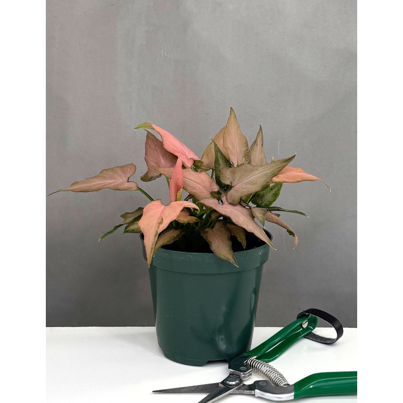 Syngonium Mickey|4″ Pot