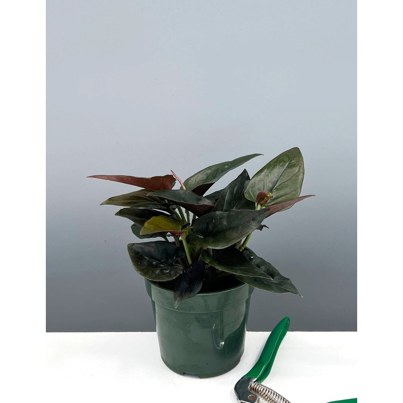Syngonium Red Arrow|4″ Pot