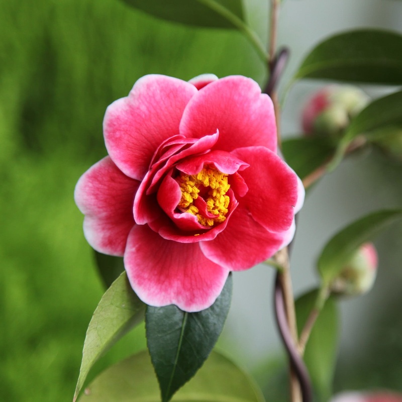 Tama Vino Camellia|2.5 Quart|2.4 Gallon