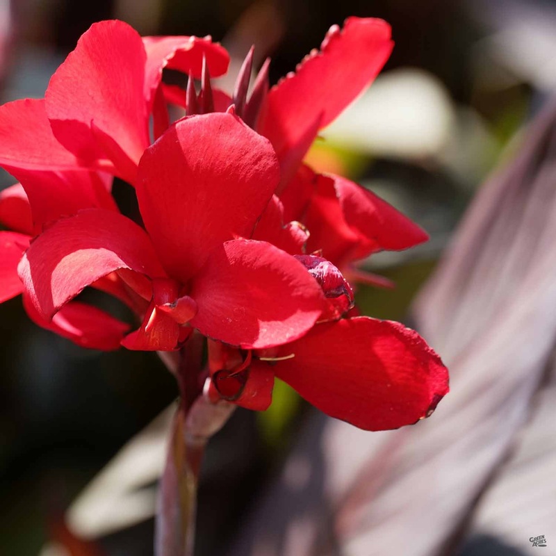Tropicanna Black Canna|2 gal