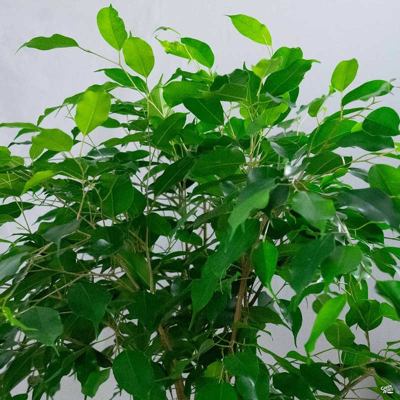 Weeping Fig|2 gal