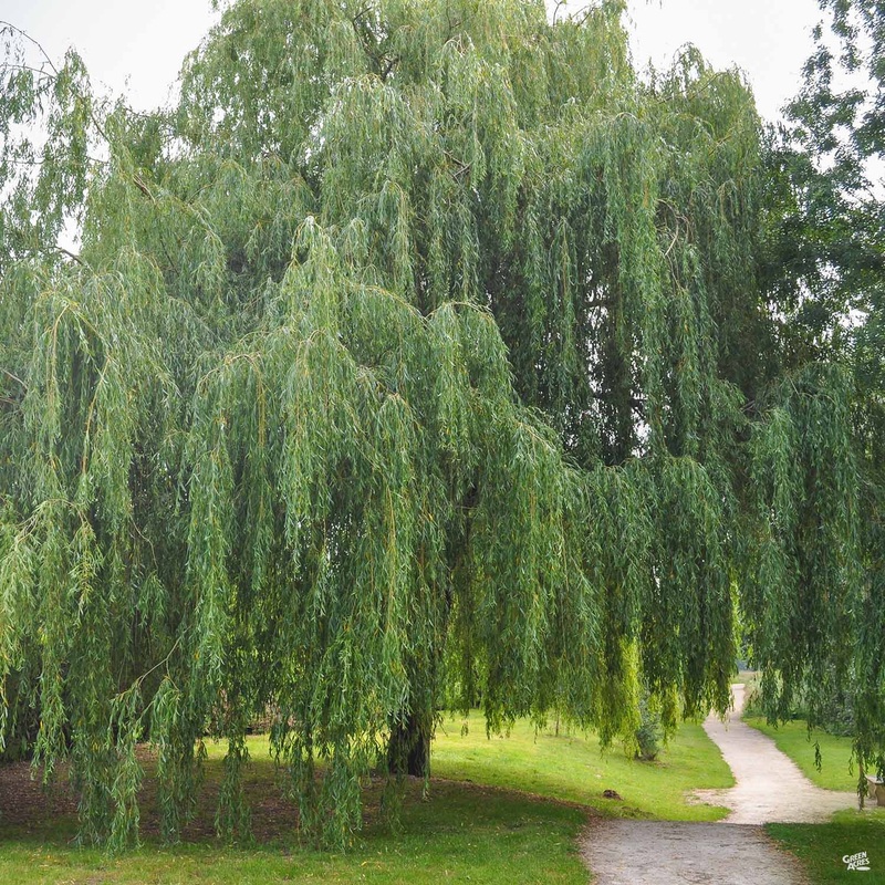 Weeping Willow|15 gal