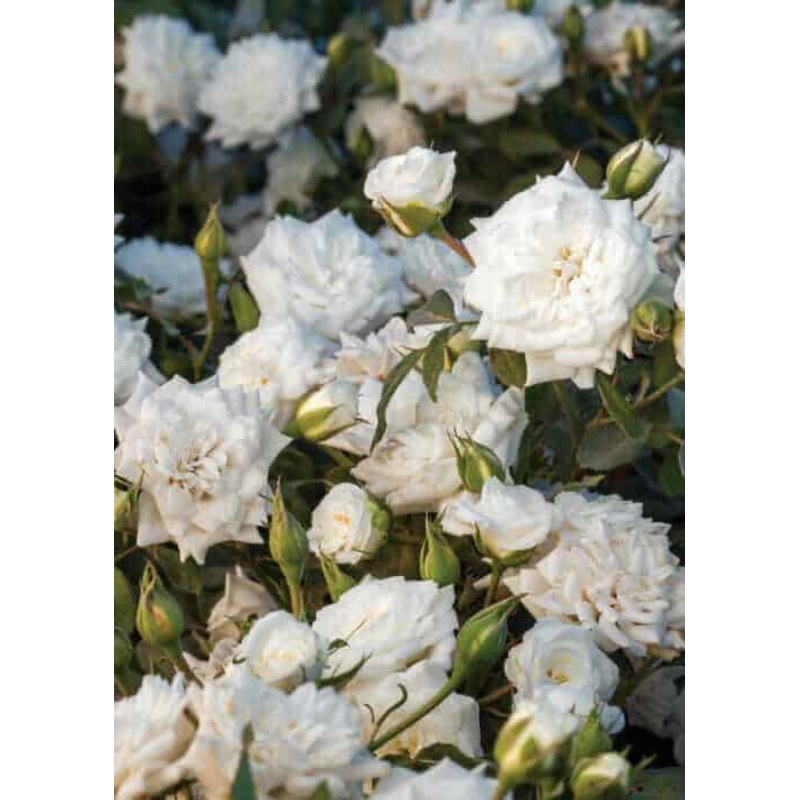 White Drift Rose|1 Gallon|2 Gallon