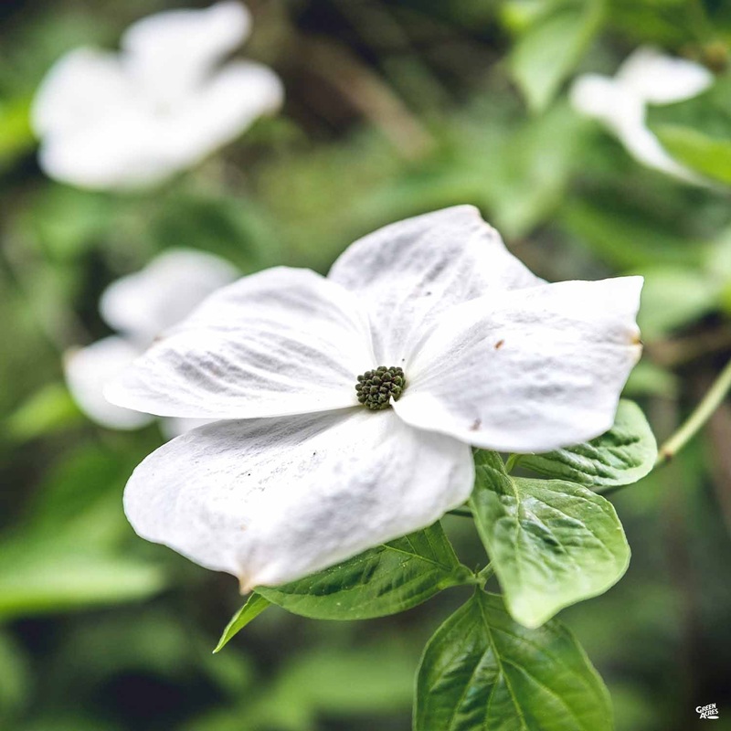 White Flowering Dogwood ‘Eddie’s White Wonder’