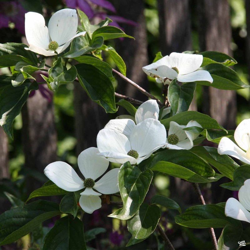 White Flowering Dogwood ‘Venus’