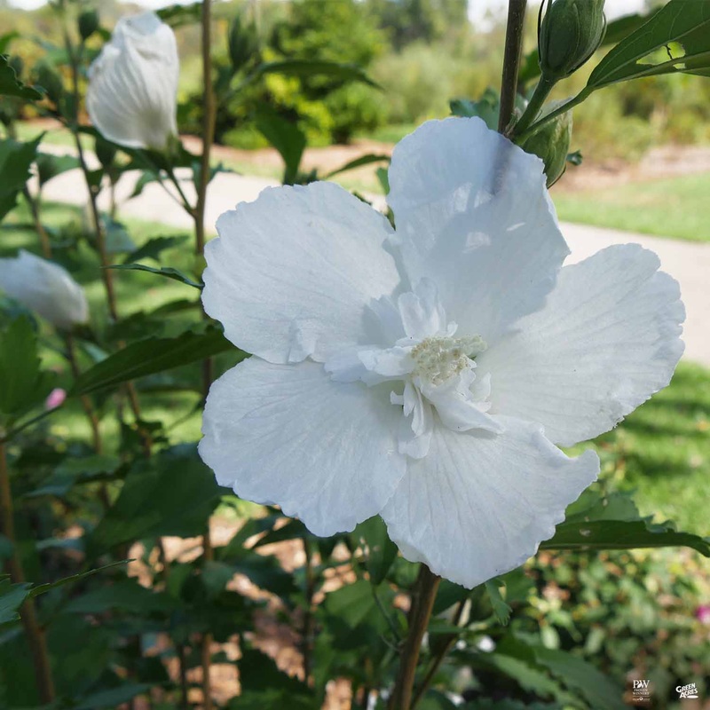 White Pillar Rose of Sharon|02T|02T[v::tx]