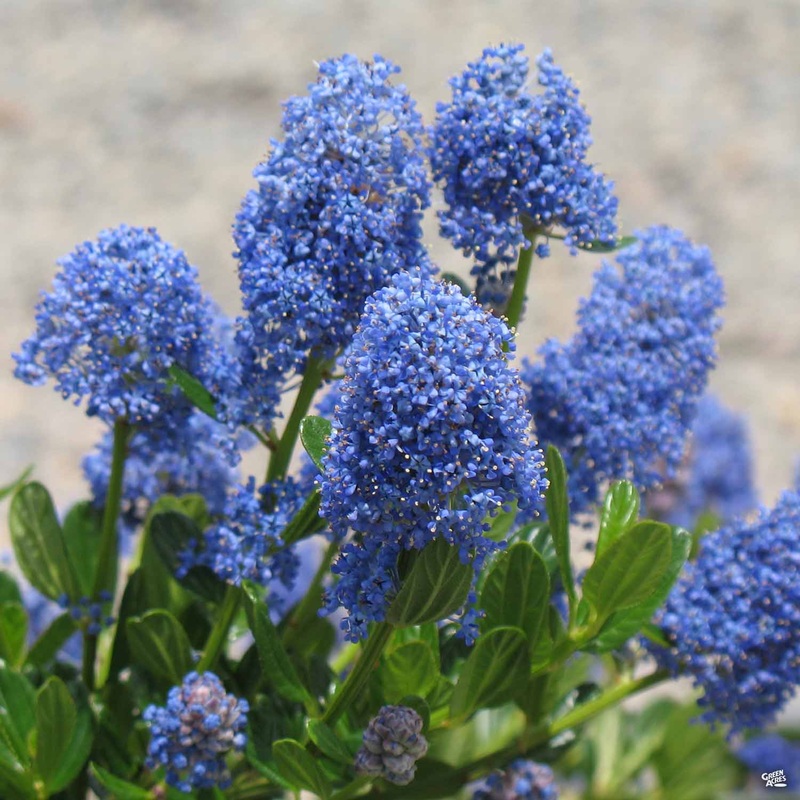 Wild Lilac ‘Skylark’|1 gal|5 gal