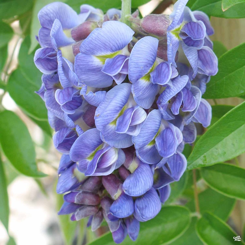 Wisteria ‘Amethyst Falls’ Staked