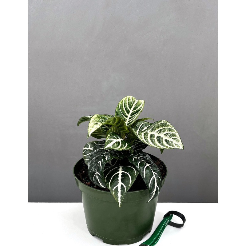 Zebra Plant|6″ Pot